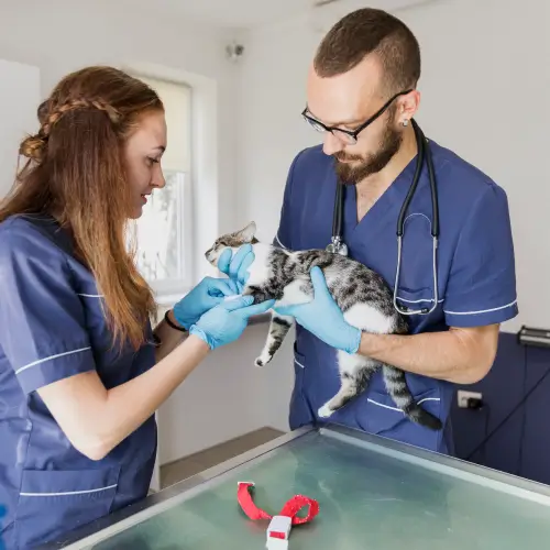 Auxiliar Veterinário